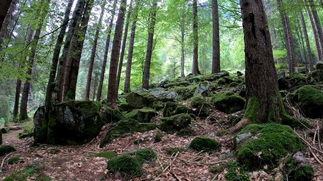 Аллилуйя (авторская песня) смотреть онлайн