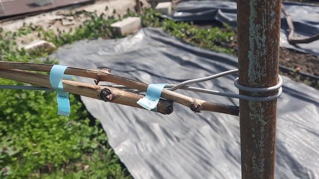 Когда же открывать виноград? смотреть онлайн