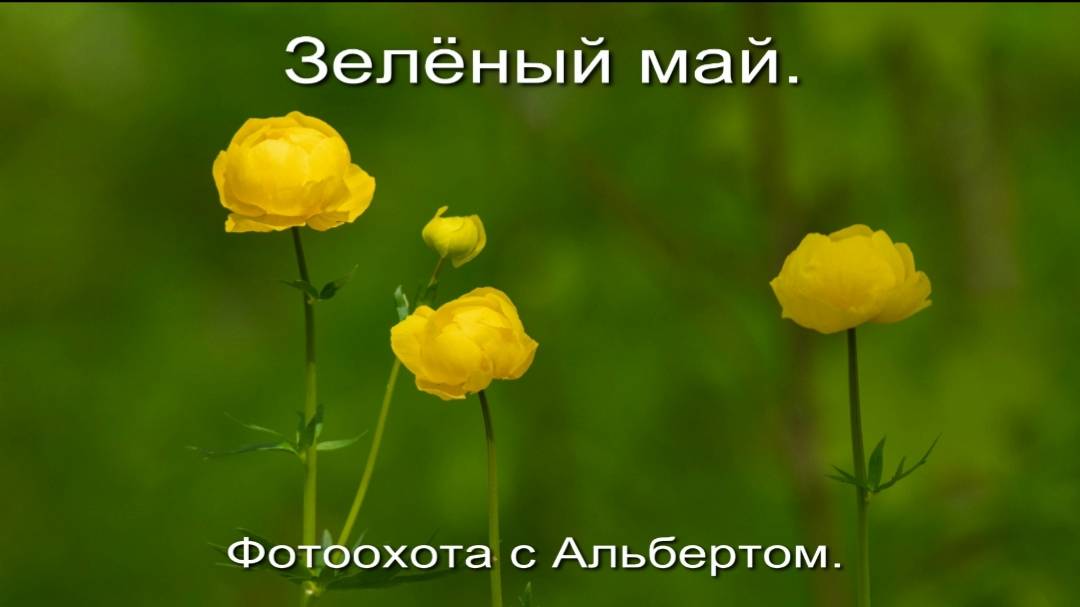 Фотоохота с Альбертом. Зелёный май.