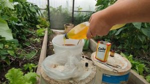 обработка огурцов 🥒 от болезней, мучнистой росы ....