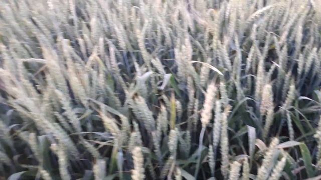 Обзор, сорт Находка V/s Алексеич