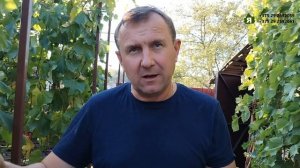 Кишмиши Арарат, Шарлотта и Щелкунчик.