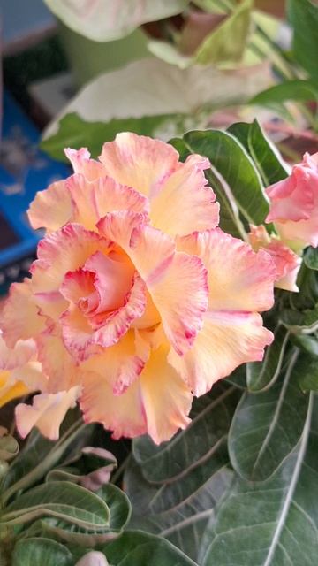 Цветение адениума la luna смотреть онлайн