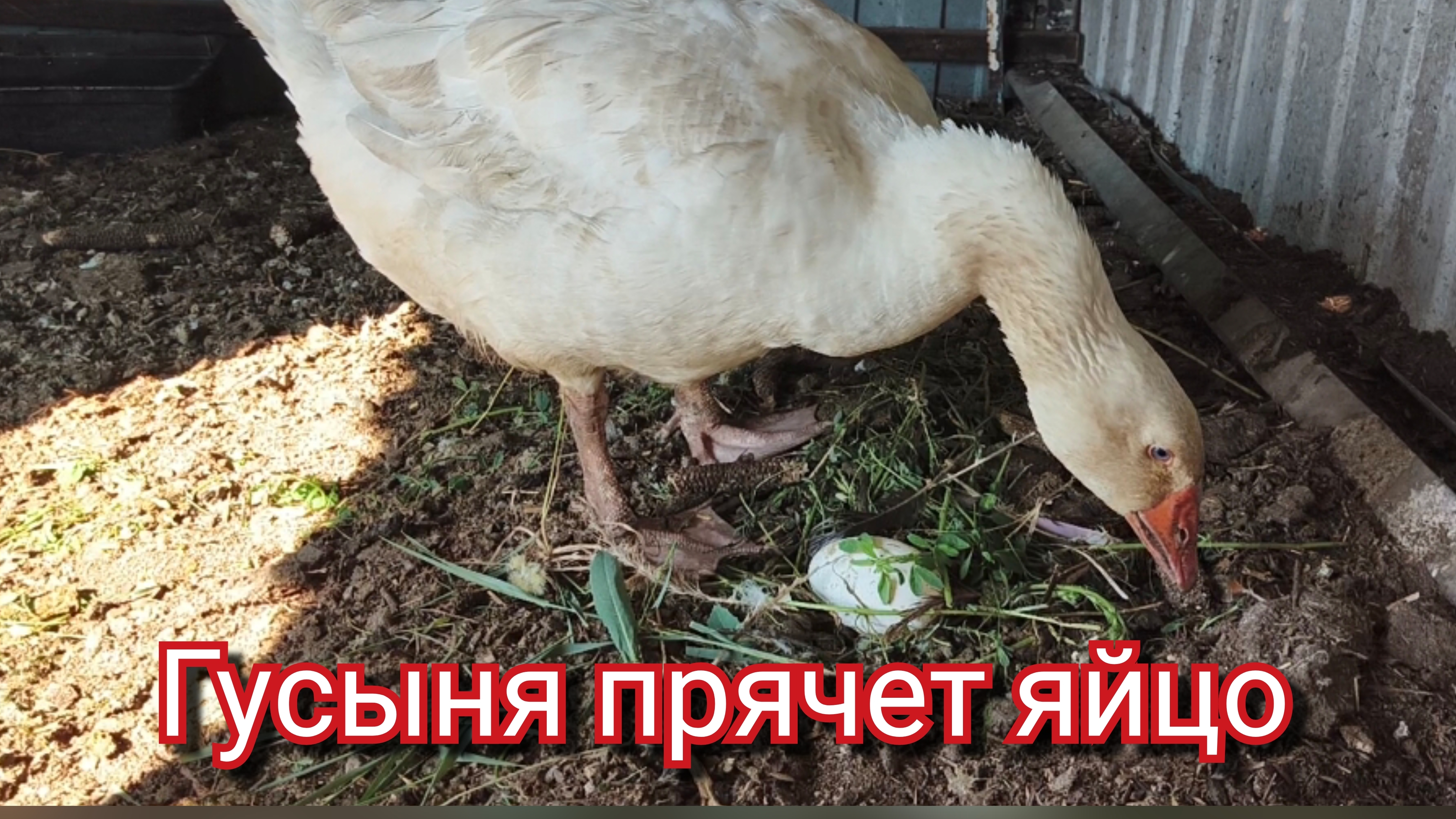 Гусыня прячет яйцо смотреть онлайн