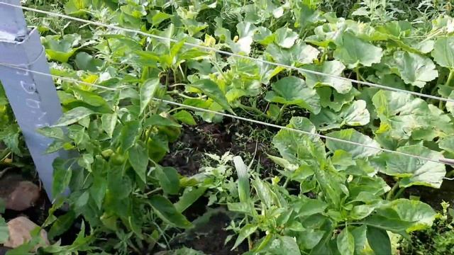 виноград в Ивановской области смотреть онлайн