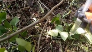 КАК ОЧИСТИТЬ МОГИЛУ ОТ СИРЕНИ: ДЕЙСТВИЯ И РЕЗУЛЬТАТ!