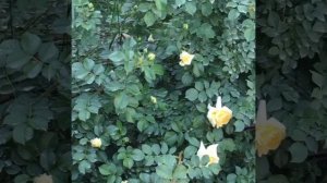 Роза Надя Мейяндекор (Nadia Meillandecor)