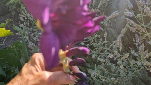 ПРИМОРСКОЕ. У НАС РАДОСТЬ! ПЕРВАЯ КУКУРУЗА В ЭТОМ ГОДУ. смотреть онлайн