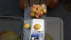 гф Купец, автор Калугин В.М. тел.89188938467