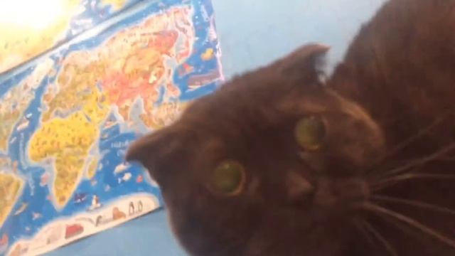 Приколы Кошка против собака смотреть онлайн