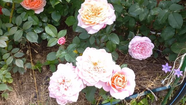 Miyabi (Keiji Kunieda Япония, 2014)