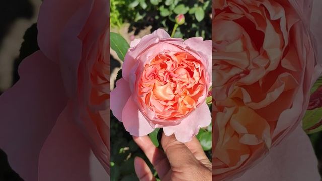 Роза Сувенир Де Луи Амад, весна 2024г