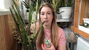 Цветение сансевиерий 💚 мифы и факты #сансевиерия #сан