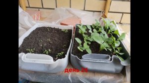 Как вырастить редиску на балконе эксперимент 2020
