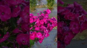 Флокс «Эсмеральда»