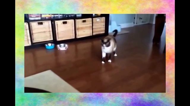 Приколы с кошками - ТОПовая подборка 3