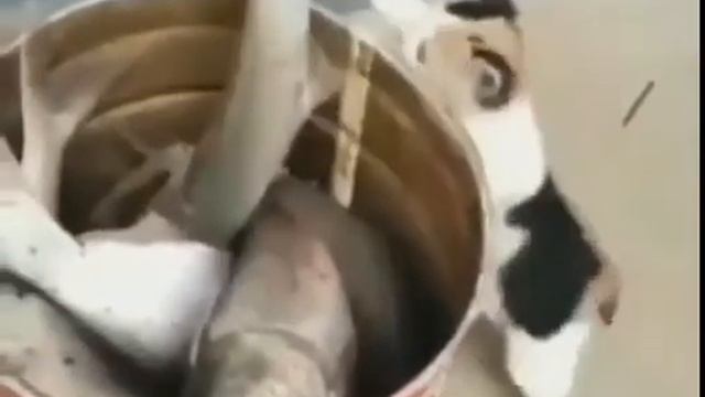 Прикол, рыба дала чаполаха коту смотреть онлайн