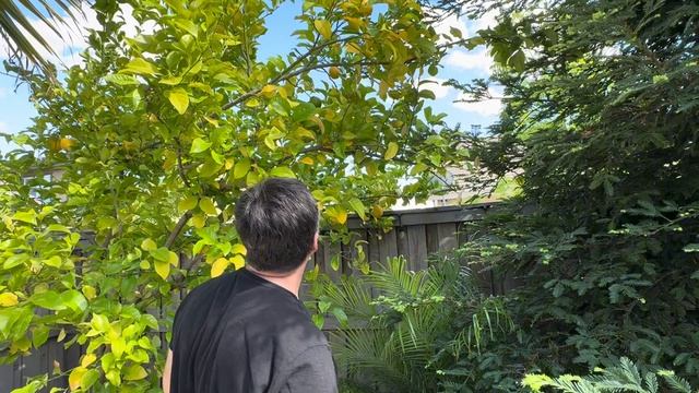 Урожай ЛИМОНОВ, ПЕРВЫЙ ВИНОГРАД #viral #viralvideo #garden #жизнь? смотреть онлайн
