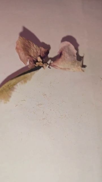 Как выглядят семена орхидей, как вам? смотреть онлайн