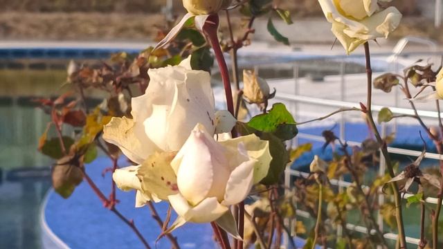 Rosa abietina in winter ❄️ / Роза пихтовидная в январе 🥀 смотреть онлайн