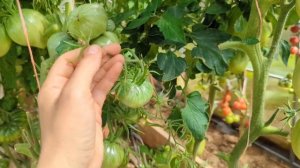 томат Долговязая Салли