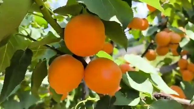 Абрикос Трос Оранж. Apricot Tros Orange. Кращий абрикос для суш смотреть онлайн