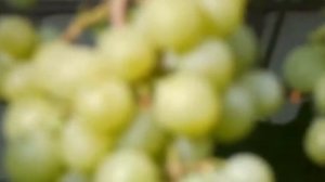 Виноград Кеша 1