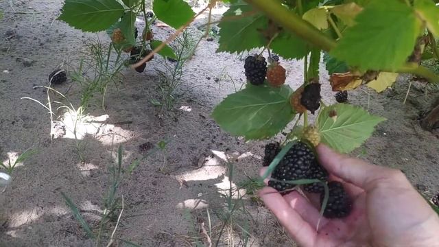 Ежевика Вон. Название то какое интересное) смотреть онлайн