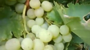 Сорт винограда Восторг