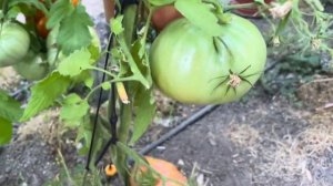 Ранньостиглий смачний томат Японка.