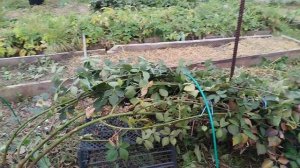 ежевика Виктория,21.10.24.мои впечатления о сорте