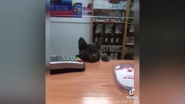 СМЕШНЫЕ КОТЫ / ПОДБОРКА СМЕШНЫХ КОТИКОВ И СОБАК / ПРИКОЛЬНЫЕ КОШКИ #10 смотреть онлайн