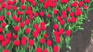 Тюльпан: Интересные факты о весеннем символе 🌷