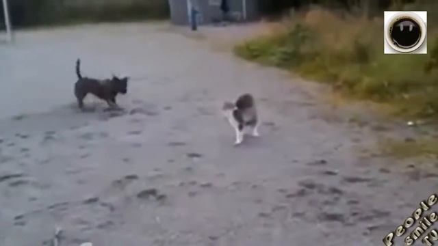 Самые прикольные видео смешные видео смотреть онлайн