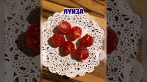 Сорта томатов для балкона,вкусные,урожайные!