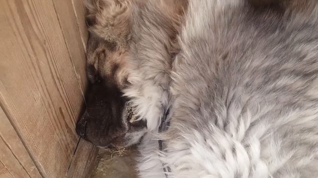 Прикол собака смотреть онлайн
