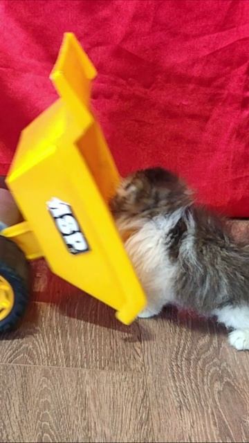 Котенок толкает желтый самосвал. #шорты 4k смотреть онлайн