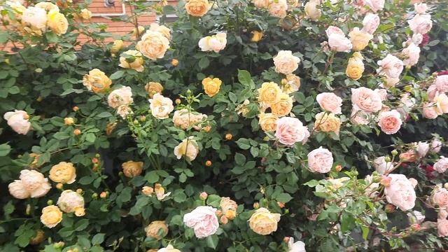 Golden Celebration ( Голден Селебрейшн )