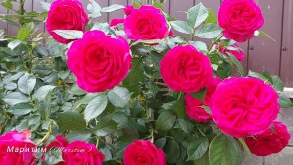 Роза Маритим  (Maritim)