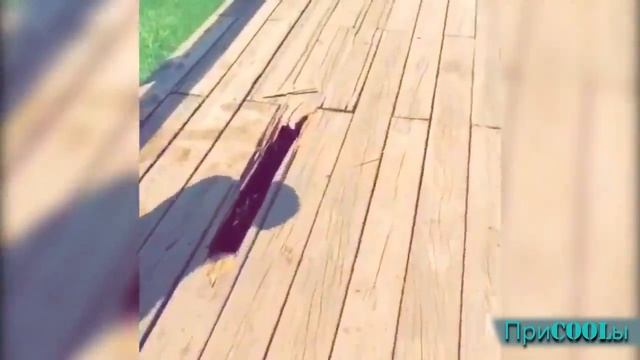 Лучшие видео приколы | Подборка приколов 2015 (август-часть 1) смотреть онлайн