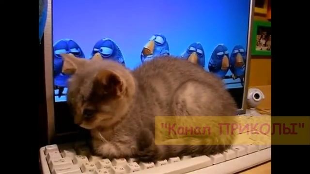Приколы с котами смотреть онлайн