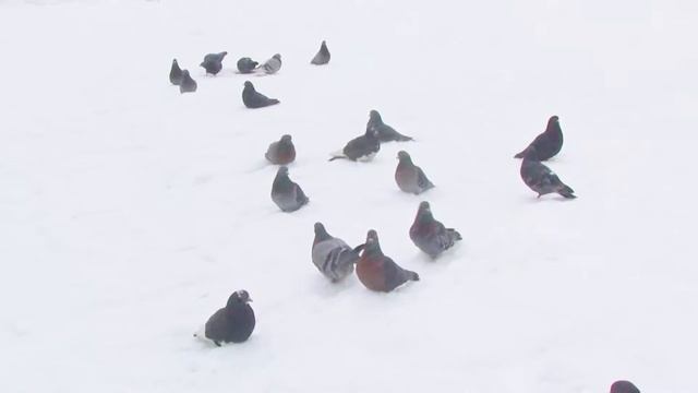 Клип Дмитрий & Анастасия