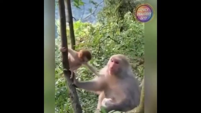 СМЕШНЫЕ ВИДЕО РОЛИКИ БОЛЬШАЯ ПОДБОРКА СМЕШНЫХ ВИДЕО смотреть онлайн
