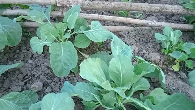 Слава Капуста смотреть онлайн