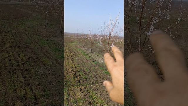 Абрикос 3х летний. 1.04.24.