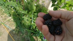 Ежевика Коламбия Санрайз самая ранняя на моем участке