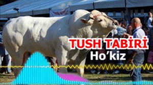 Ho’kiz buqa tushda ko’rsa tush tabiri - Тушда сигир ва бука