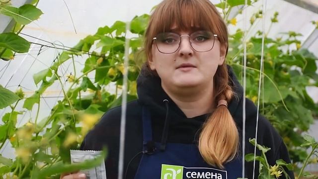 ПАУТИННЫЙ КЛЕЩ НА ОГУРЦАХ. ОБРАБОТАЙТЕ ОГУРЧИКИ СРОЧН смотреть онлайн