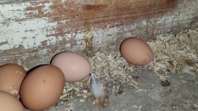 ПШЕНИЦА ПОДВАРЕНАЯ ЗАЧЕМ 🤔СОБИРАЕМ ЯЙЦО🥚. смотреть онлайн