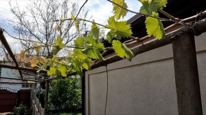 Виноград на Арке - Простое решение как защитить плодов